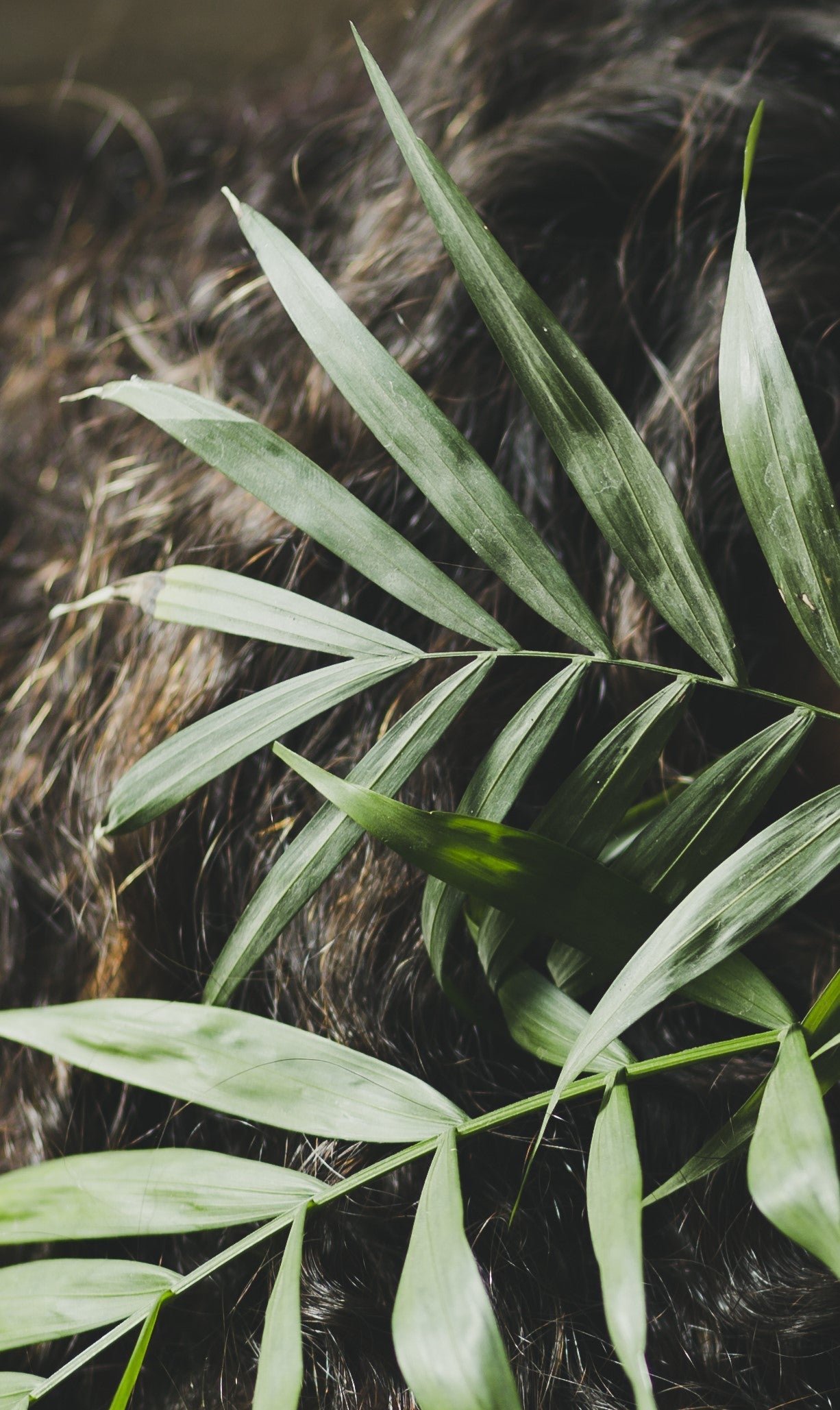 Natural Hair Care Products